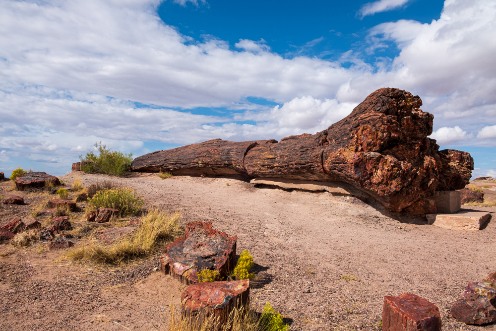 are dogs allowed in petrified forest