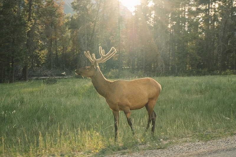 Things To Do in Jasper National Park