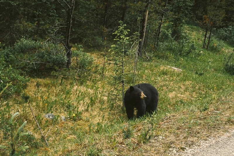 Things To Do in Jasper National Park