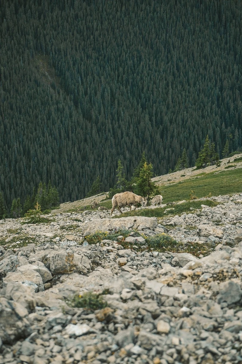 Things To Do in Jasper National Park