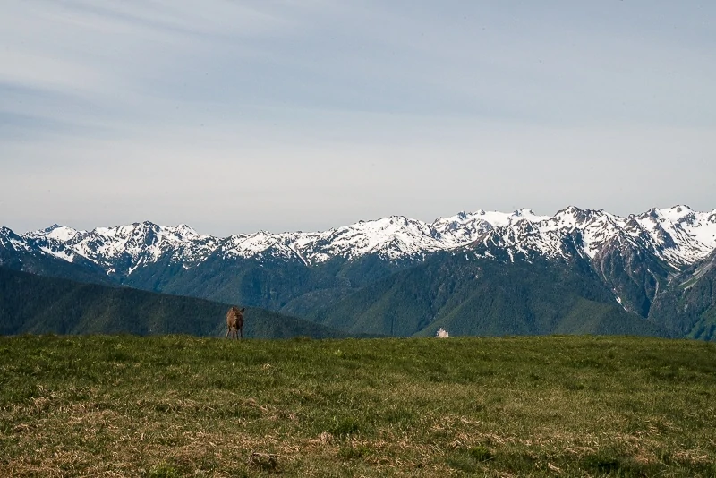 Hurricane Ridge Hike