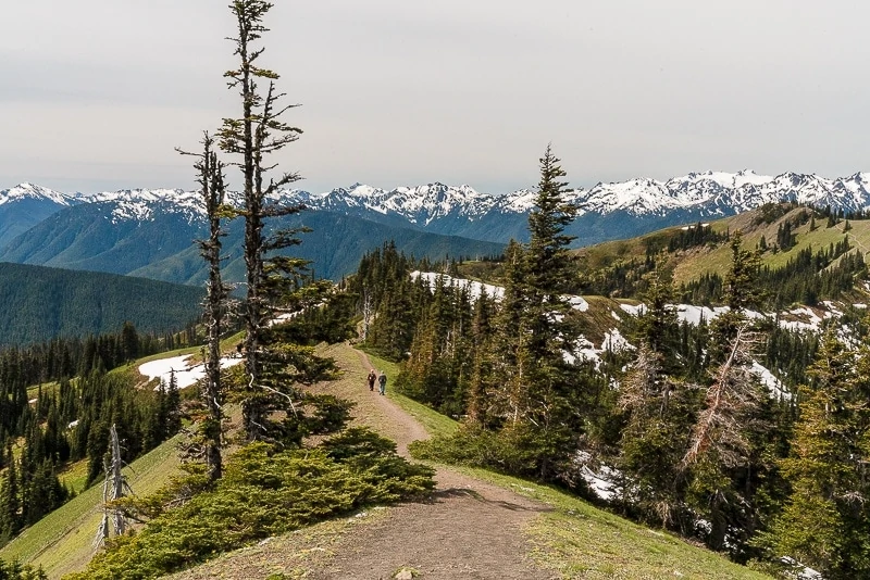 Hurricane Ridge Hike