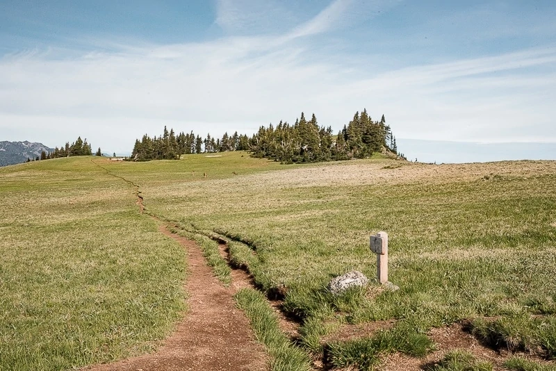 Hurricane Ridge Hike