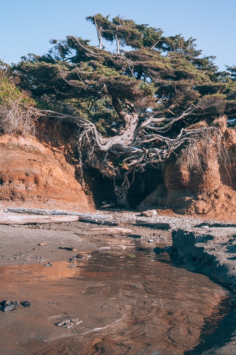 kalaloch beach tree of life