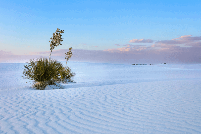 white sand dunes national park