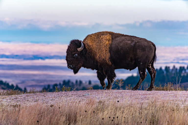 US National Park Checklist 2024 | List Of USA Parks By State