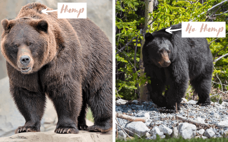 Wildlife Safety Tips grizzly vs black bear