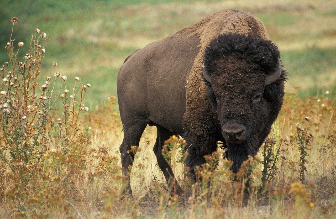 Wildlife Safety Tips for bison