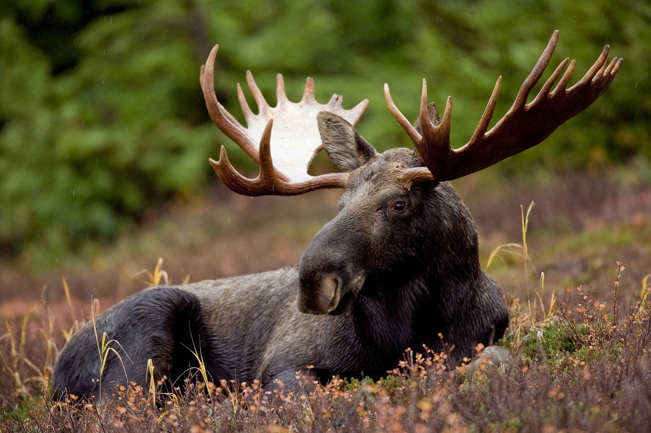 Wildlife Safety Tips for moose