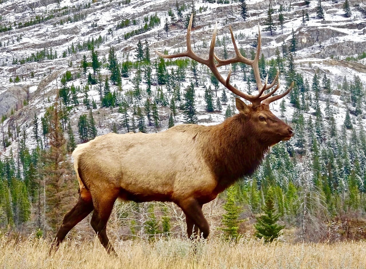 Wildlife Safety Tips for elk