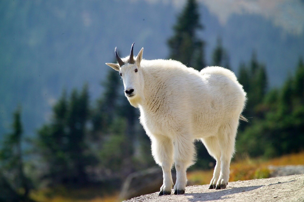 Wildlife Safety Tips for goats