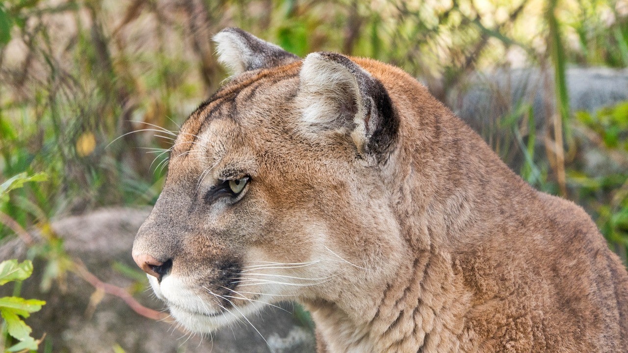 Wildlife Safety Tips for cougars