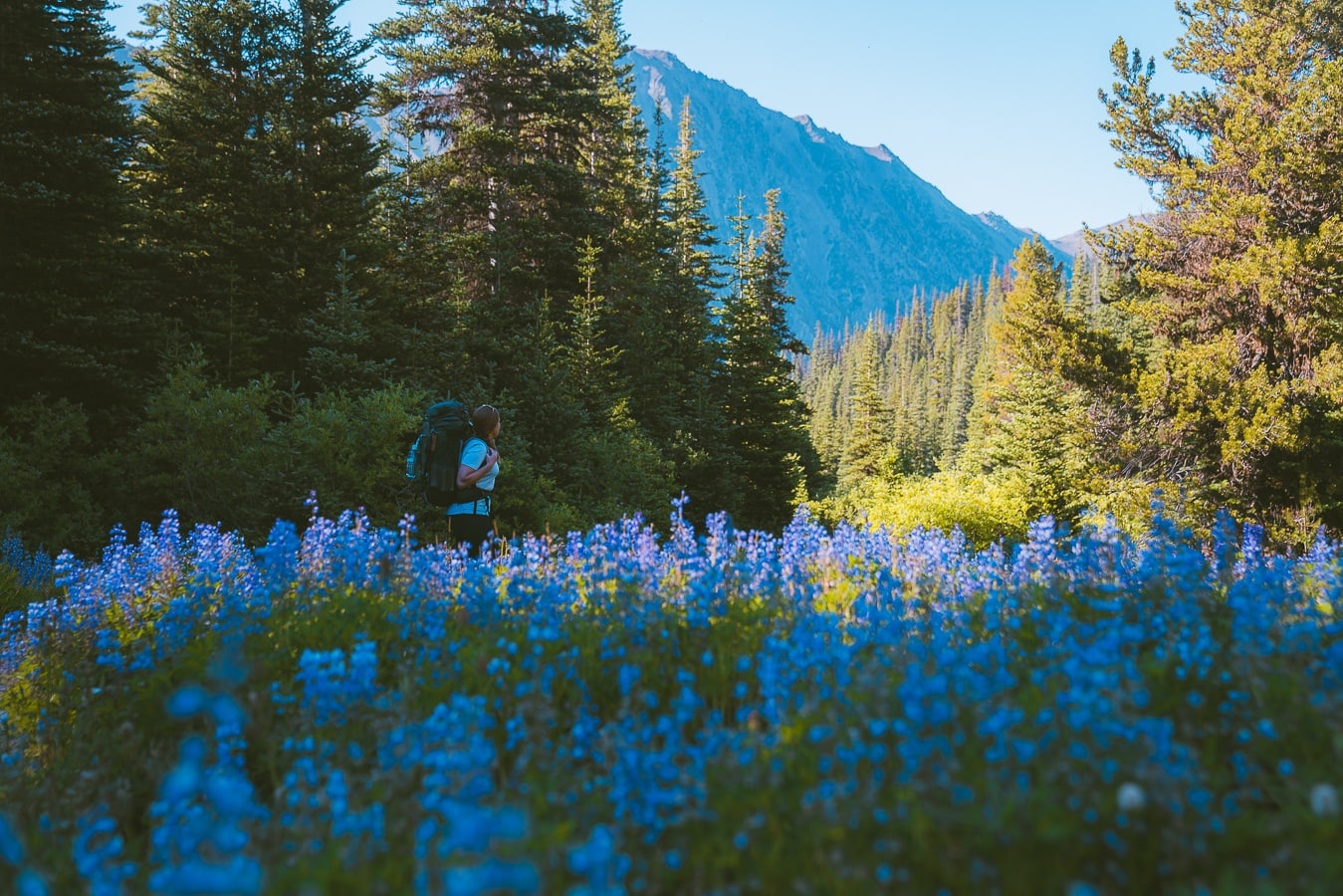 How To Plan A Backpacking Trip wildflowers while backpacking
