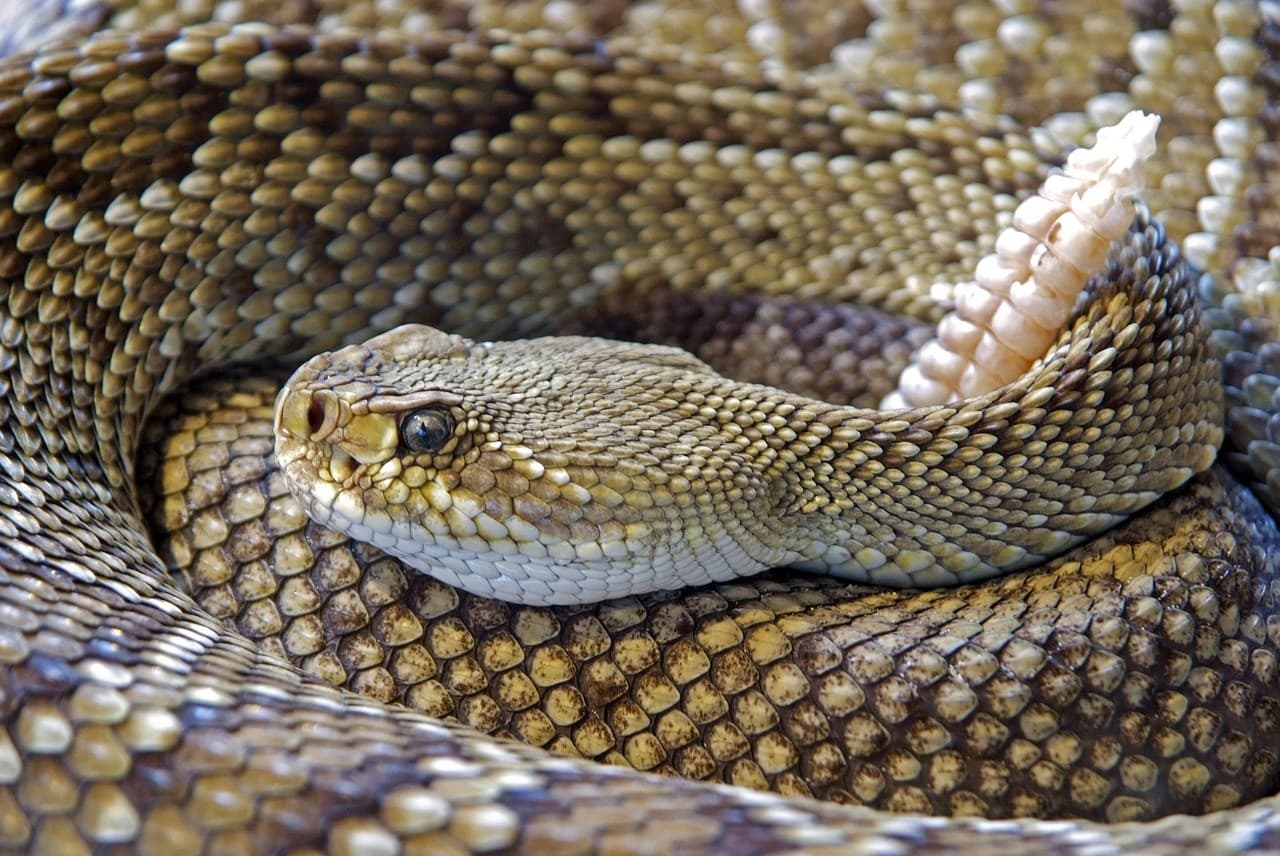 Wildlife Safety Tips for snake