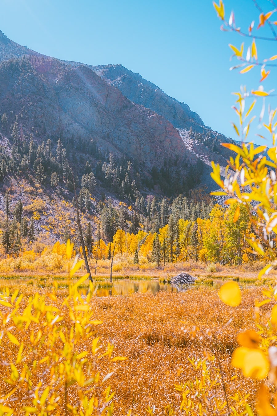 Where To Find Fall Colors Near Mammoth Lakes