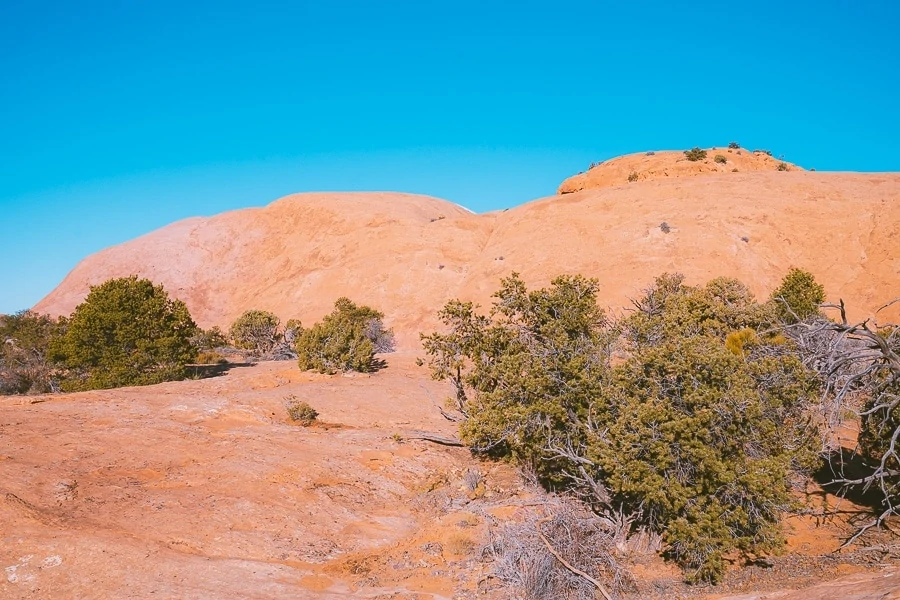 Whale Rock