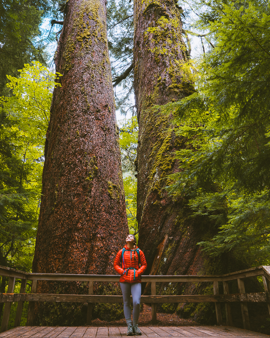 Grove Of The Patriarchs Loop 