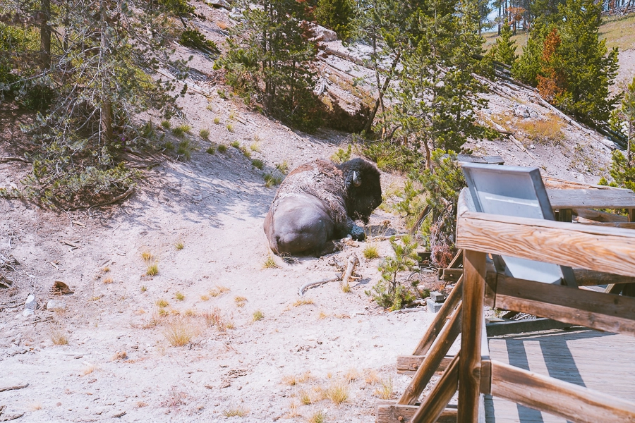 Mud Volcano wit Bison