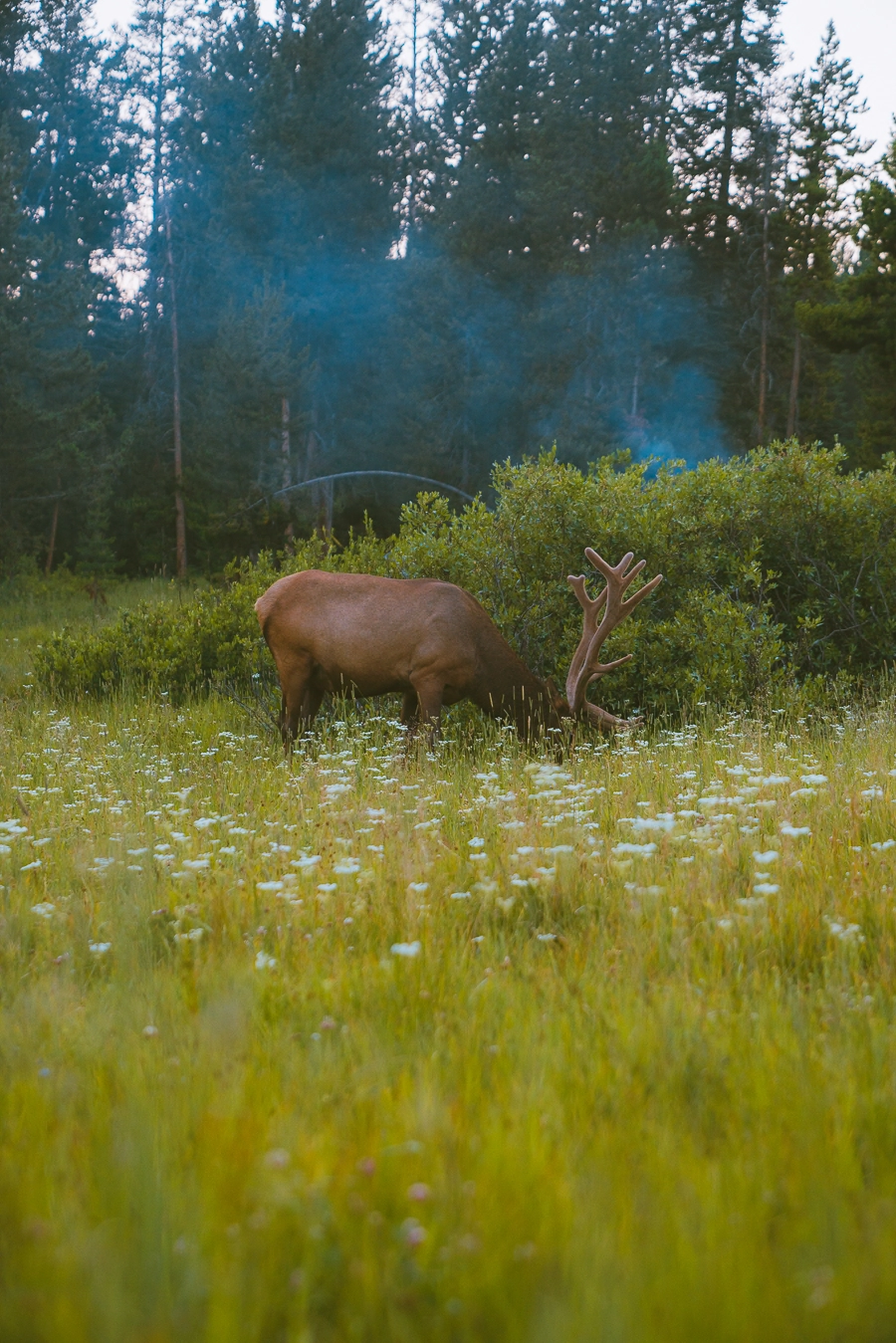 elk