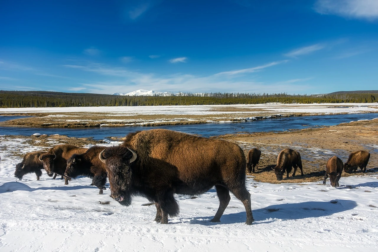 winter in Yellowstone