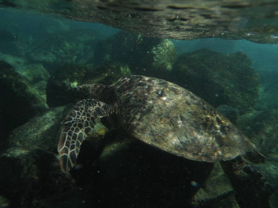 Snorkeling