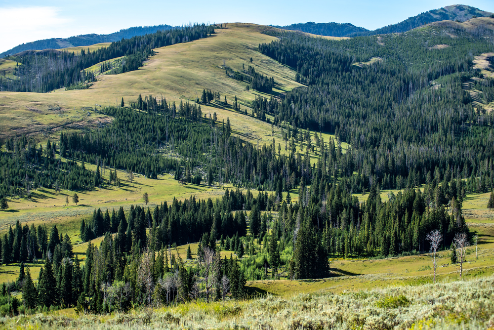 Mt. Washburn Trail