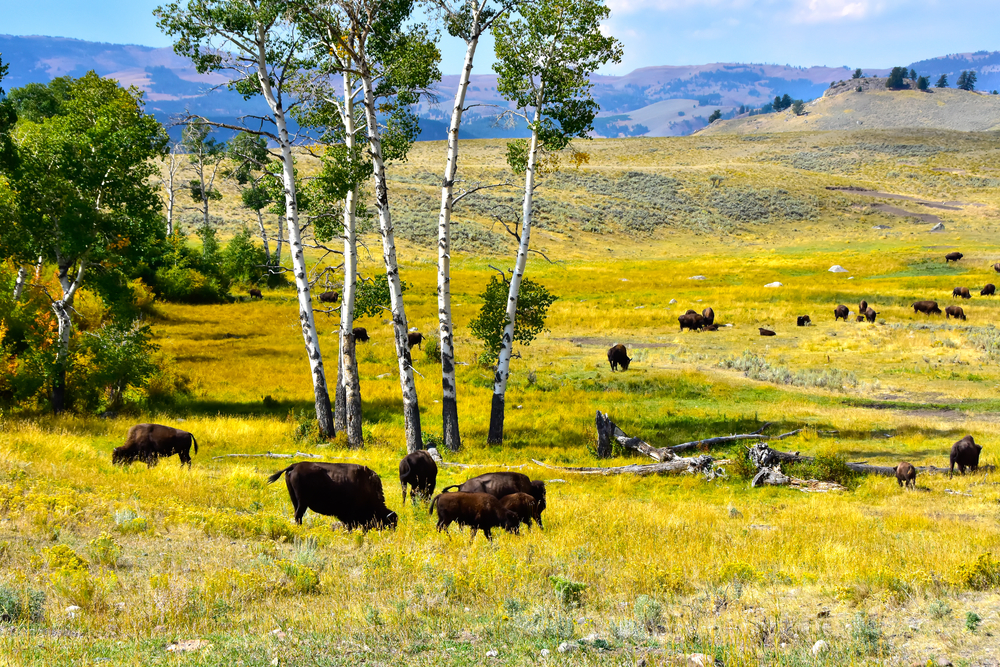 Lamar Valley