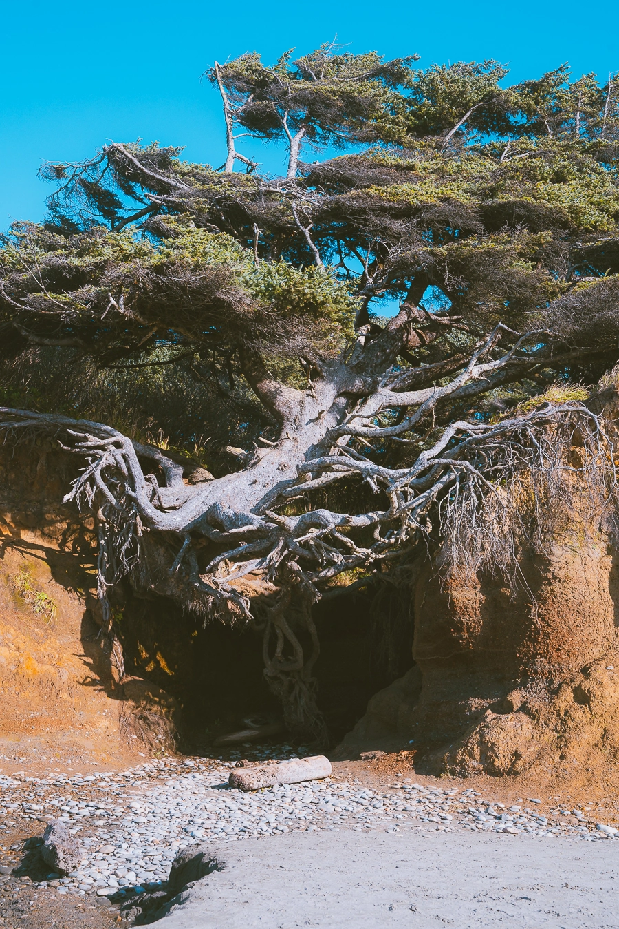 Kalaloch Beach