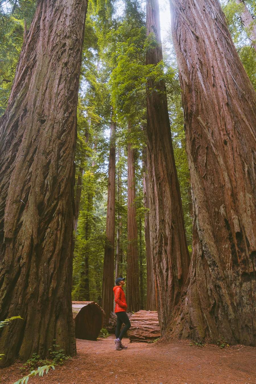 Redwoods National Park