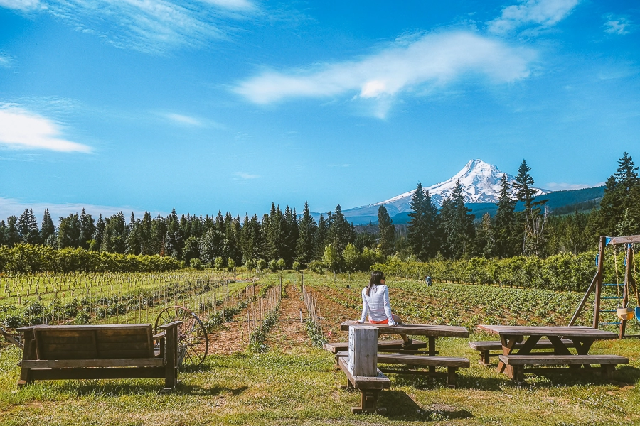 mount hood