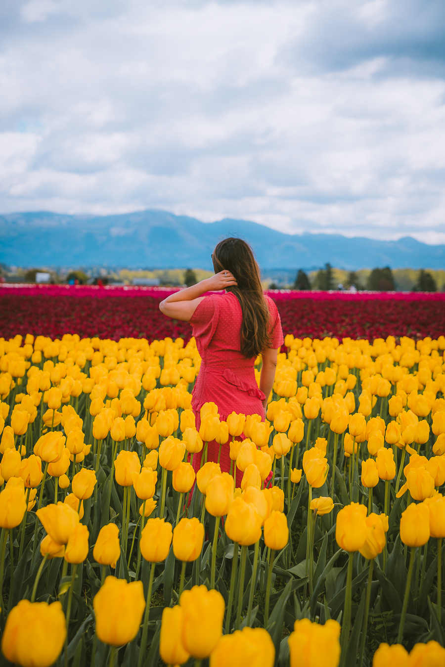 Skagit Valley Tulip Festival