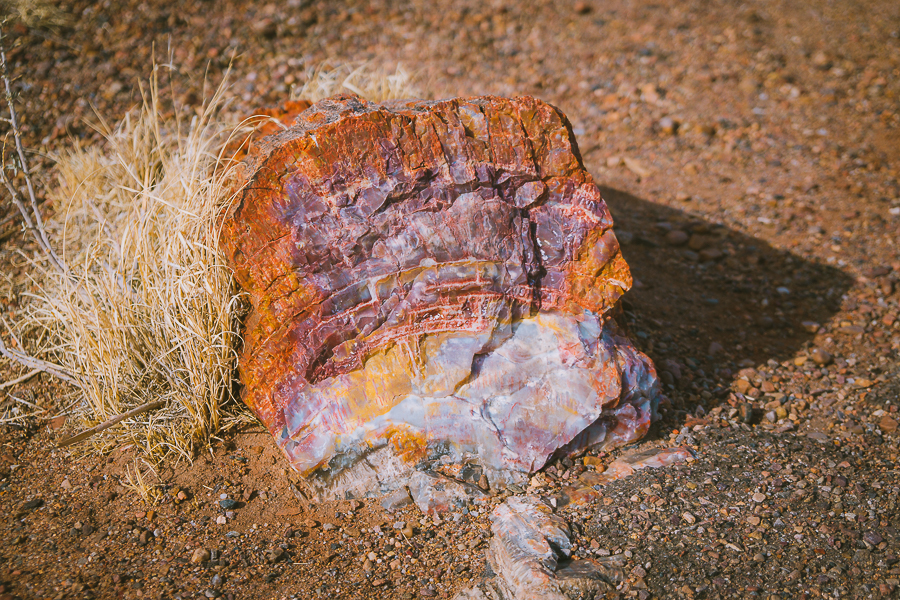 Petrified Forest National Park