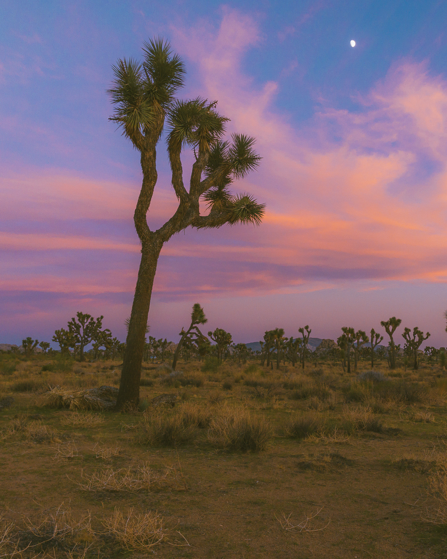 Joshua Tree National Park