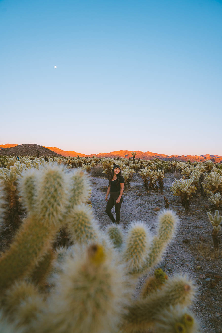 Best Hikes in Joshua Tree National Park
