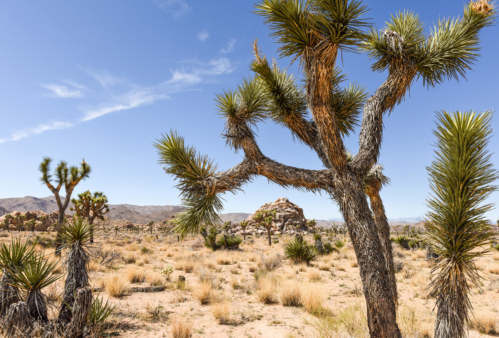 Best Hikes in Joshua Tree National Park