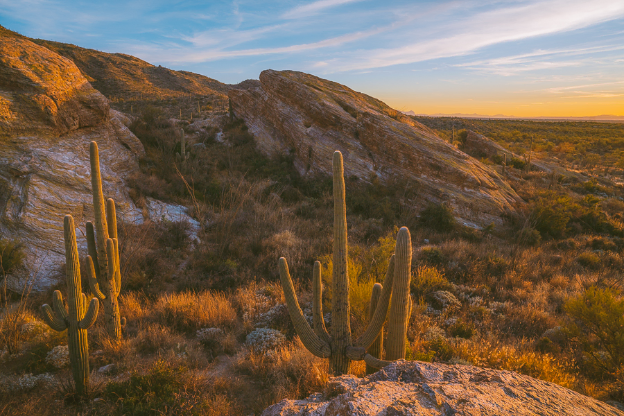 Best Hikes In Saguaro National Park