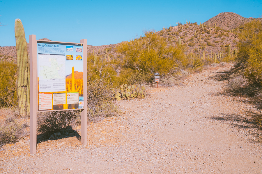 Best Hikes In Saguaro National Park