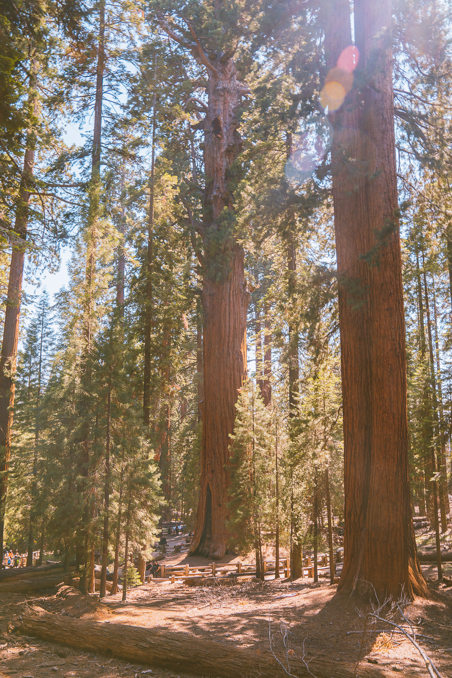 Best Hikes in Sequoia National Park