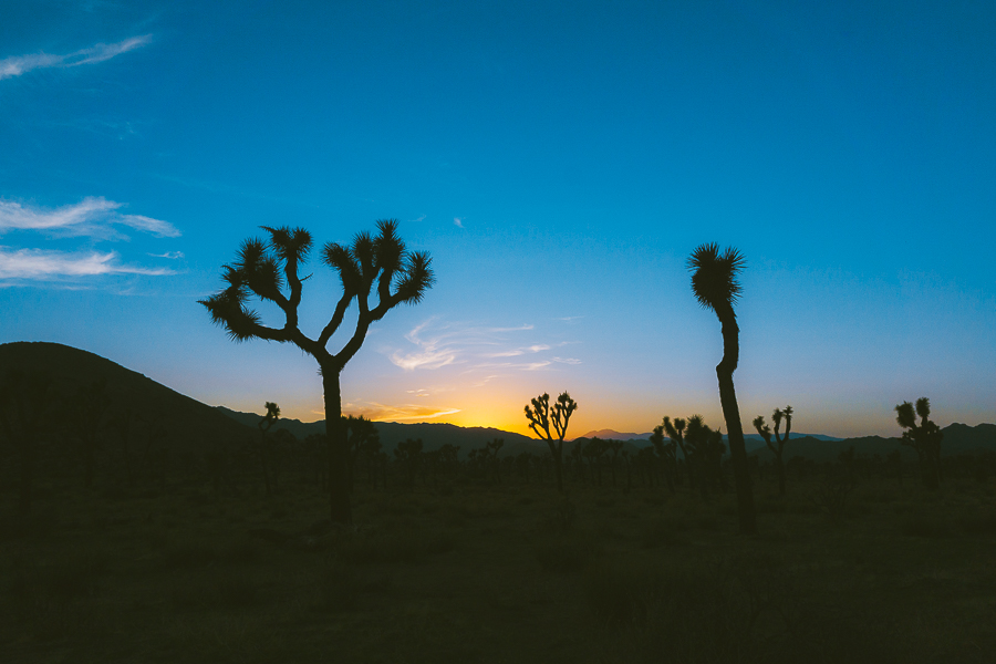 Things to Do in Joshua Tree