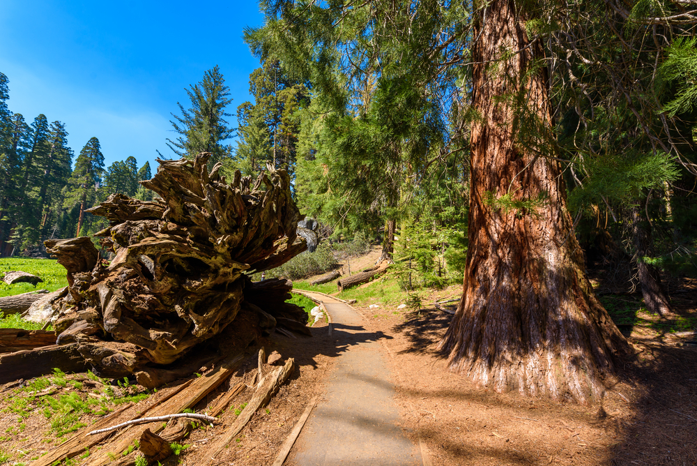 Best Hikes in Sequoia National Park