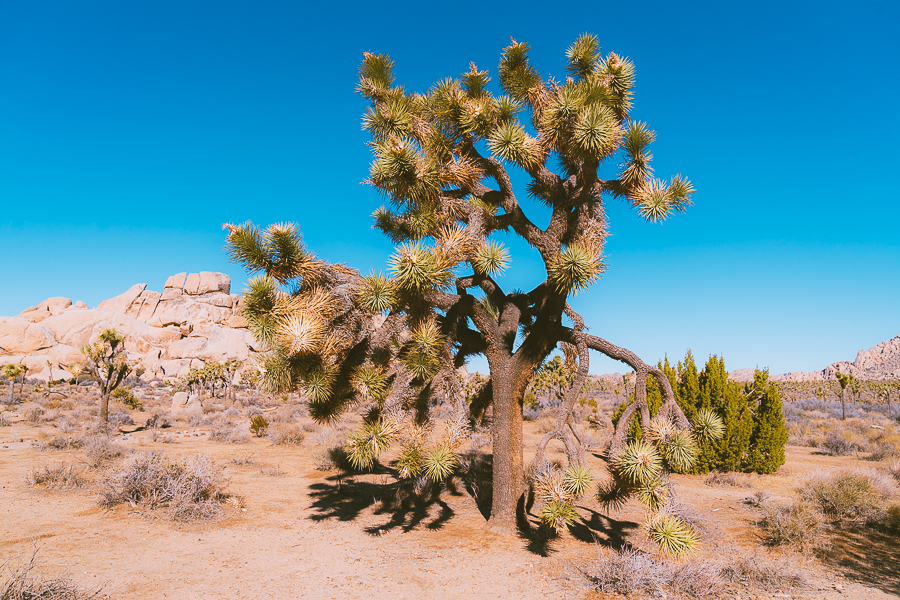 Where to Stay in Joshua Tree