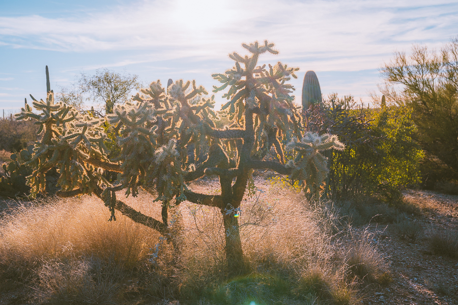 Hotels Near Saguaro National Park