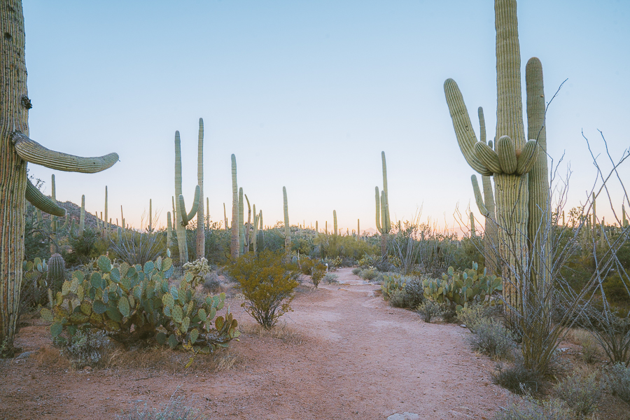 Hotels Near Saguaro National Park