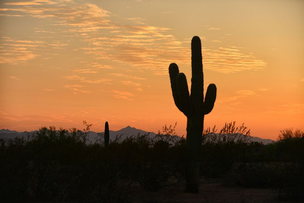 Hotels Near Saguaro National Park