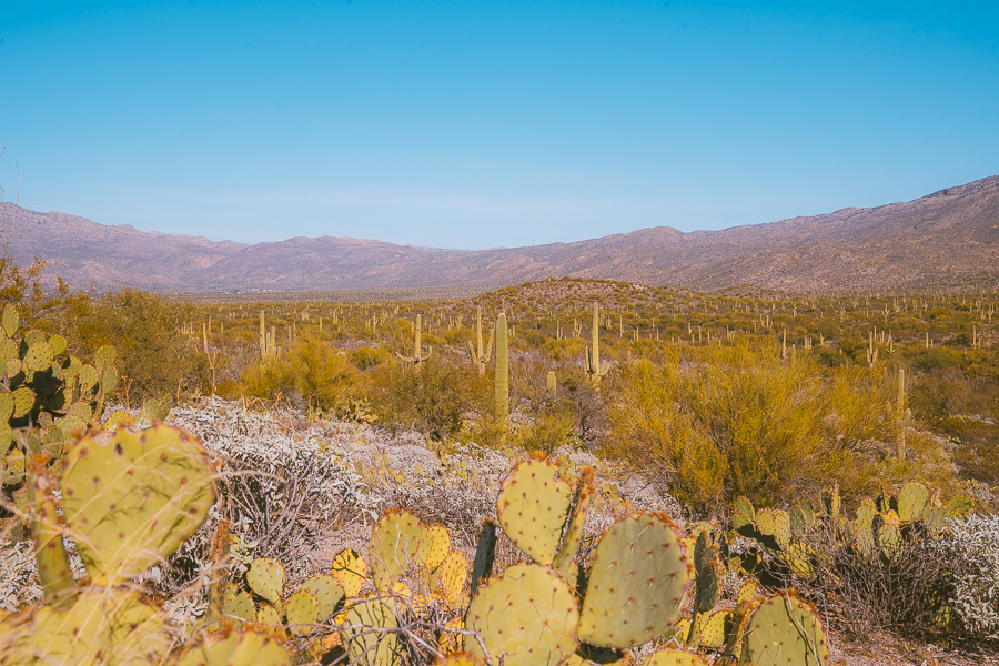 Hotels Near Saguaro National Park