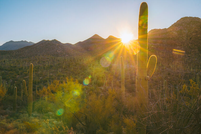 15 Best Things to Do in Saguaro National Park When You Visit