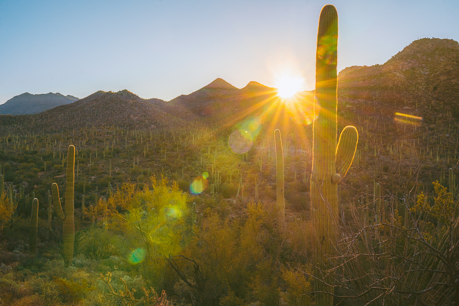 Things to Do in Saguaro National Park