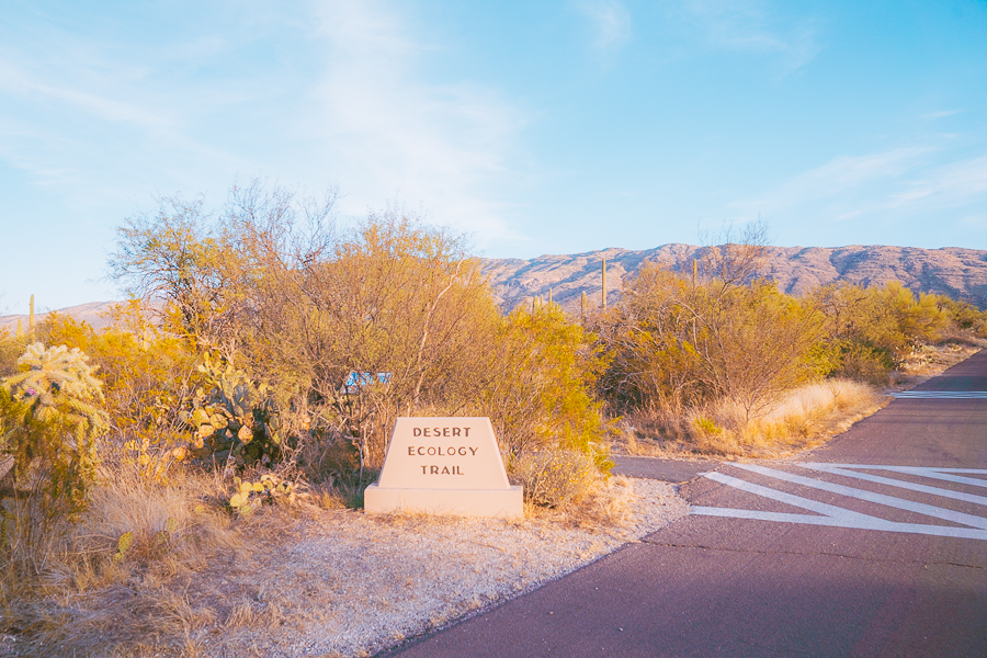 Things to Do in Saguaro National Park