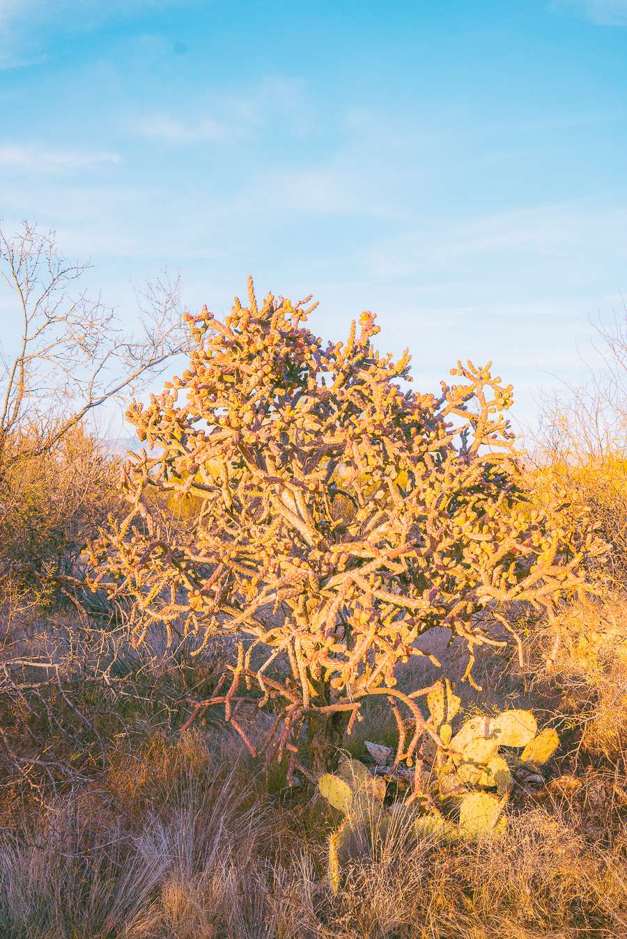 Things to Do in Saguaro National Park