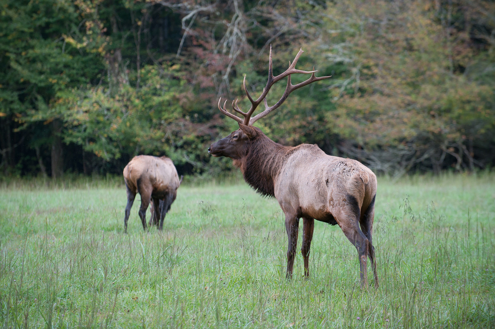 Things to Do in Great Smoky Mountains